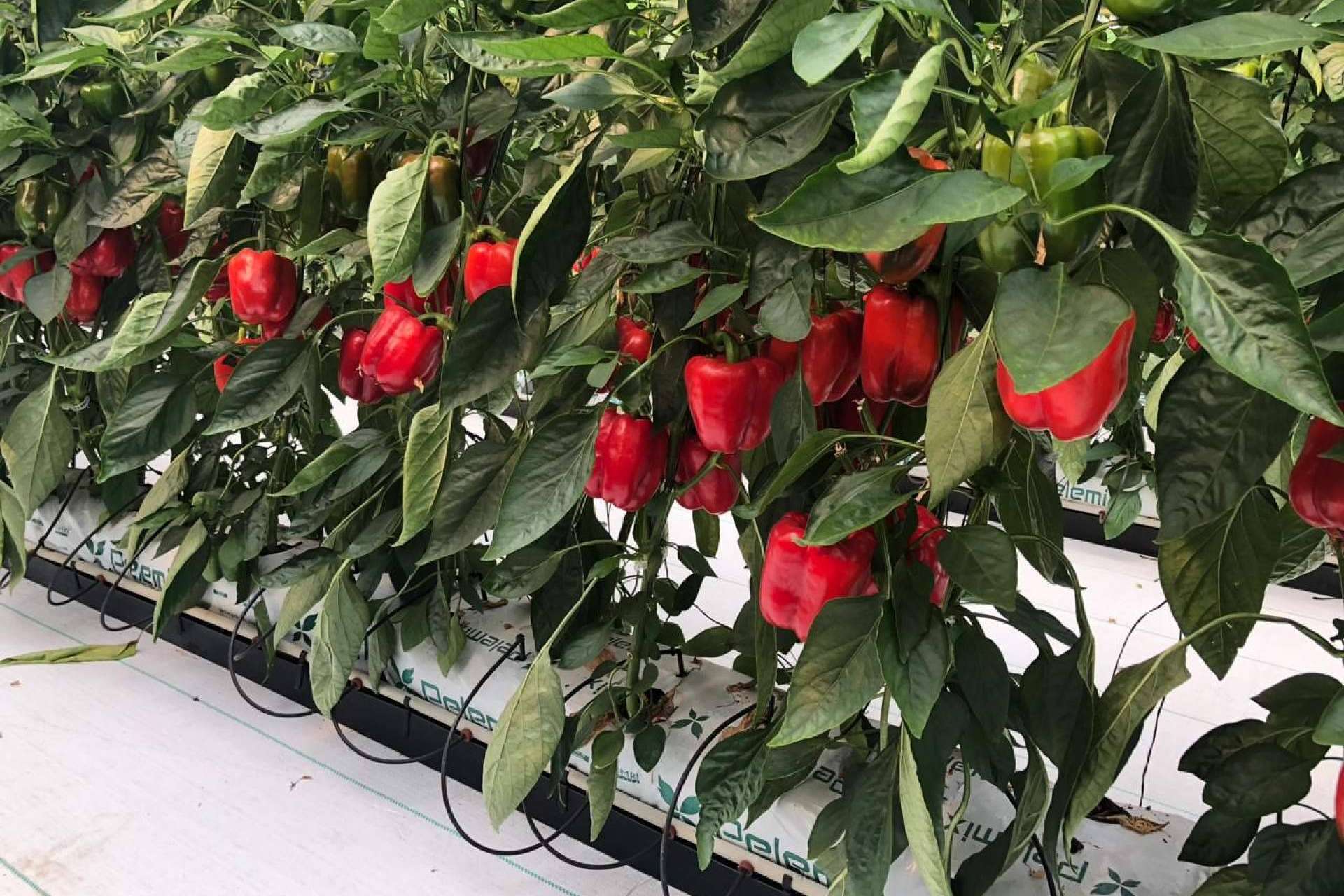 Pelemix transforma la agricultura con soluciones sostenibles y de alto rendimiento