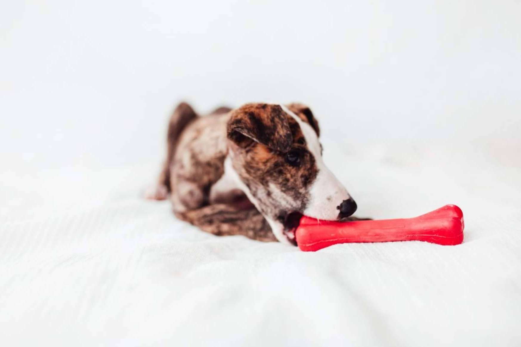 Bimordiscos revoluciona el cuidado de las mascotas con juguetes innovadores