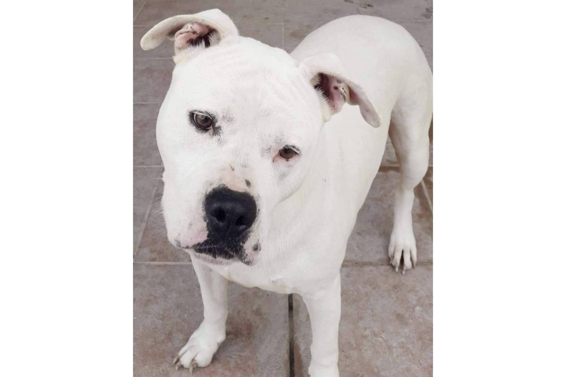 SOS Salvando Vidas impulsa la adopción responsable de perros en España