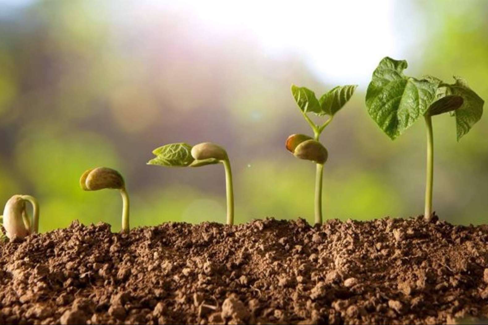 Nostoc Biotech se consolida como pionera en la agricultura sostenible en España