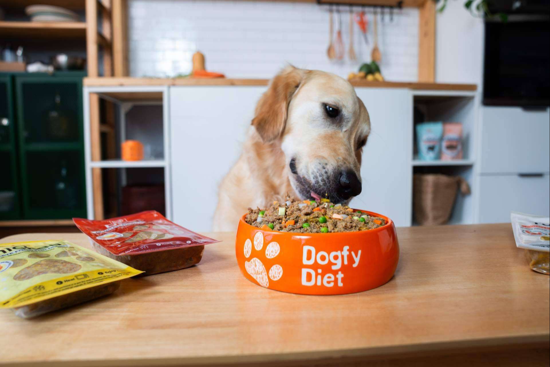 Tendencias actuales en alimentación natural para perros