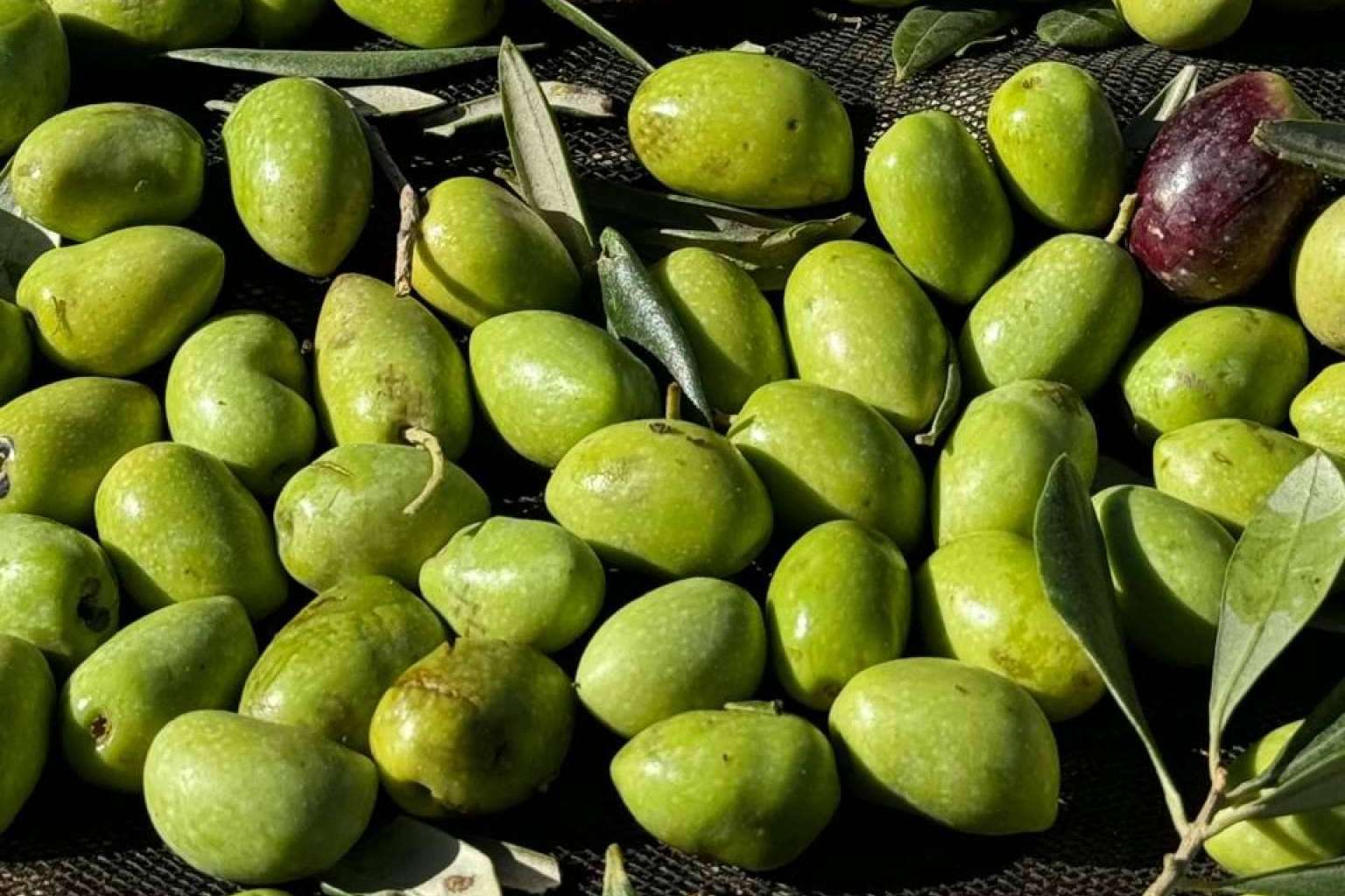 El AOVE sin filtrar de cosecha temprana como aliado en la dieta mediterránea