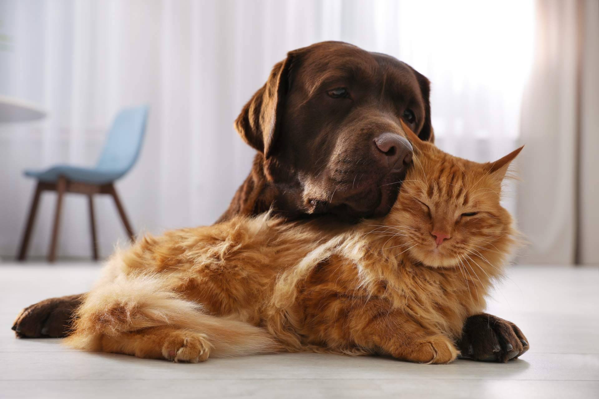 Nutrición holística, clave para una vida saludable en perros y gatos
