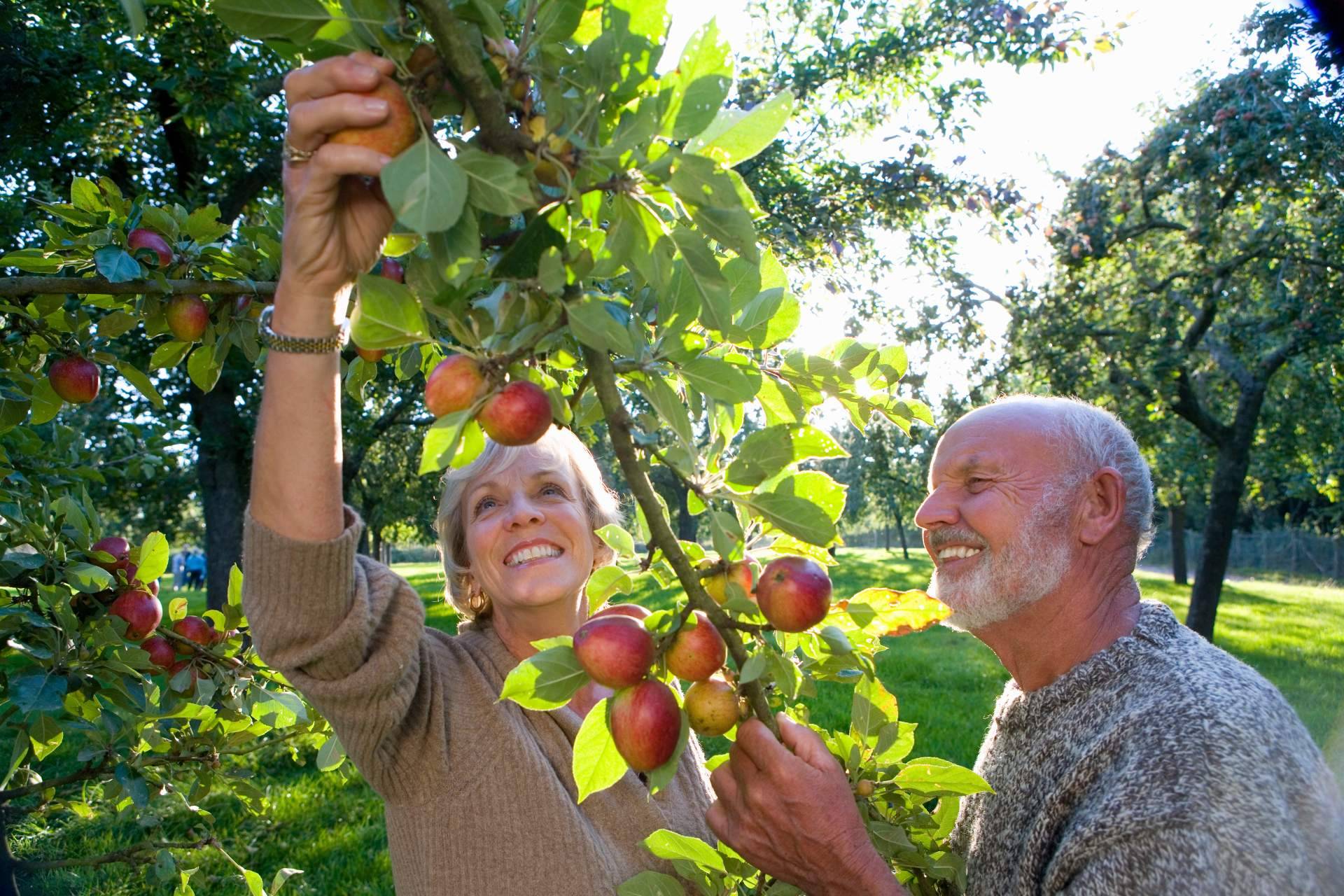 El auge de las bebidas funcionales con vinagre de manzana ecológico en la industria alimentaria