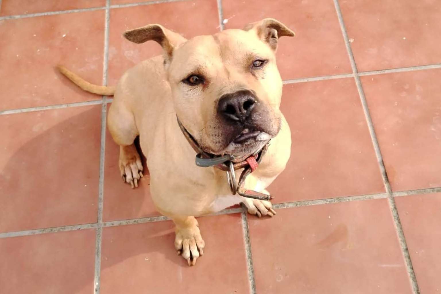SOS Vidas insiste en la necesidad de colaboración para garantizar el rescate de animales abandonados