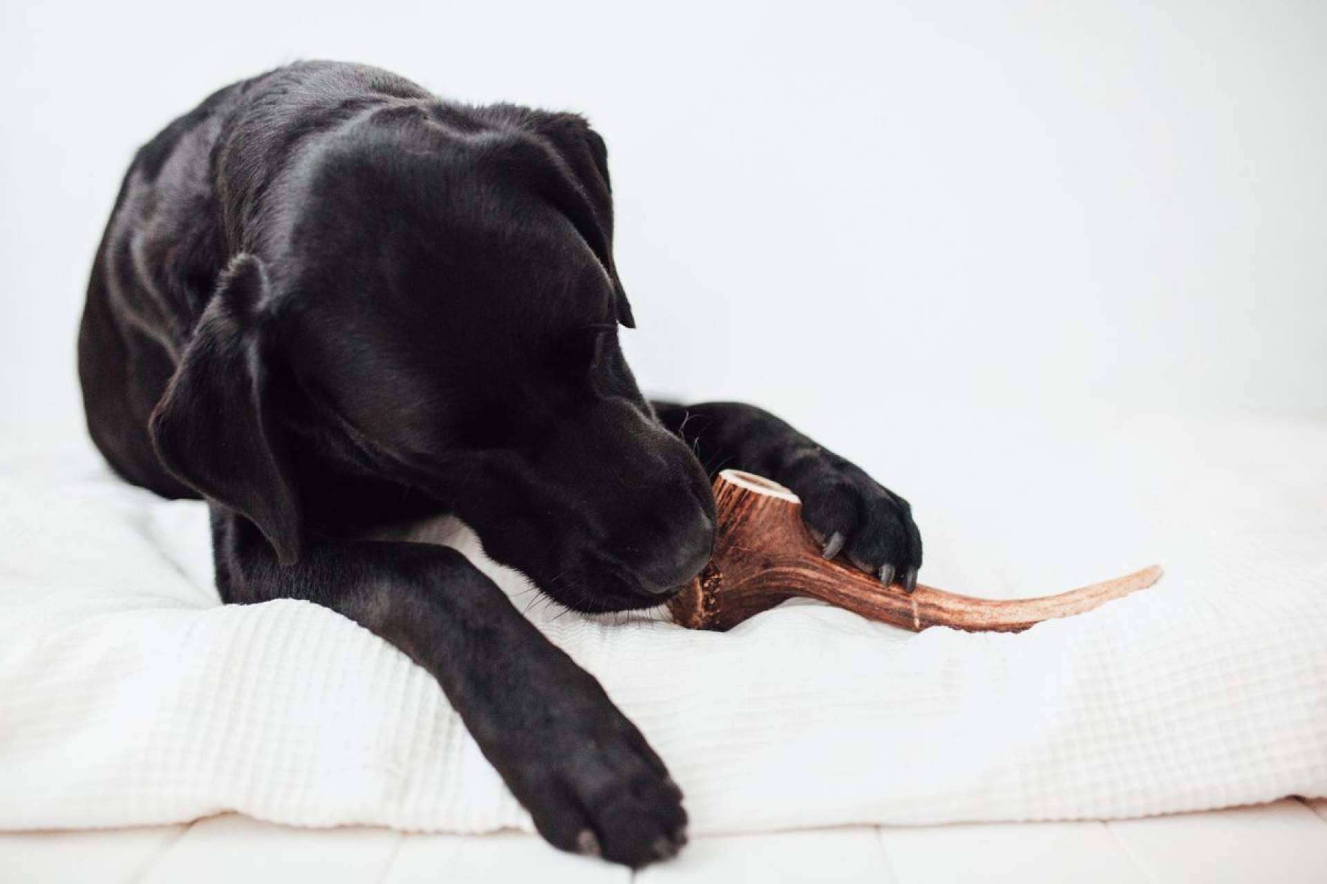 La tendencia natural que está revolucionando el cuidado canino