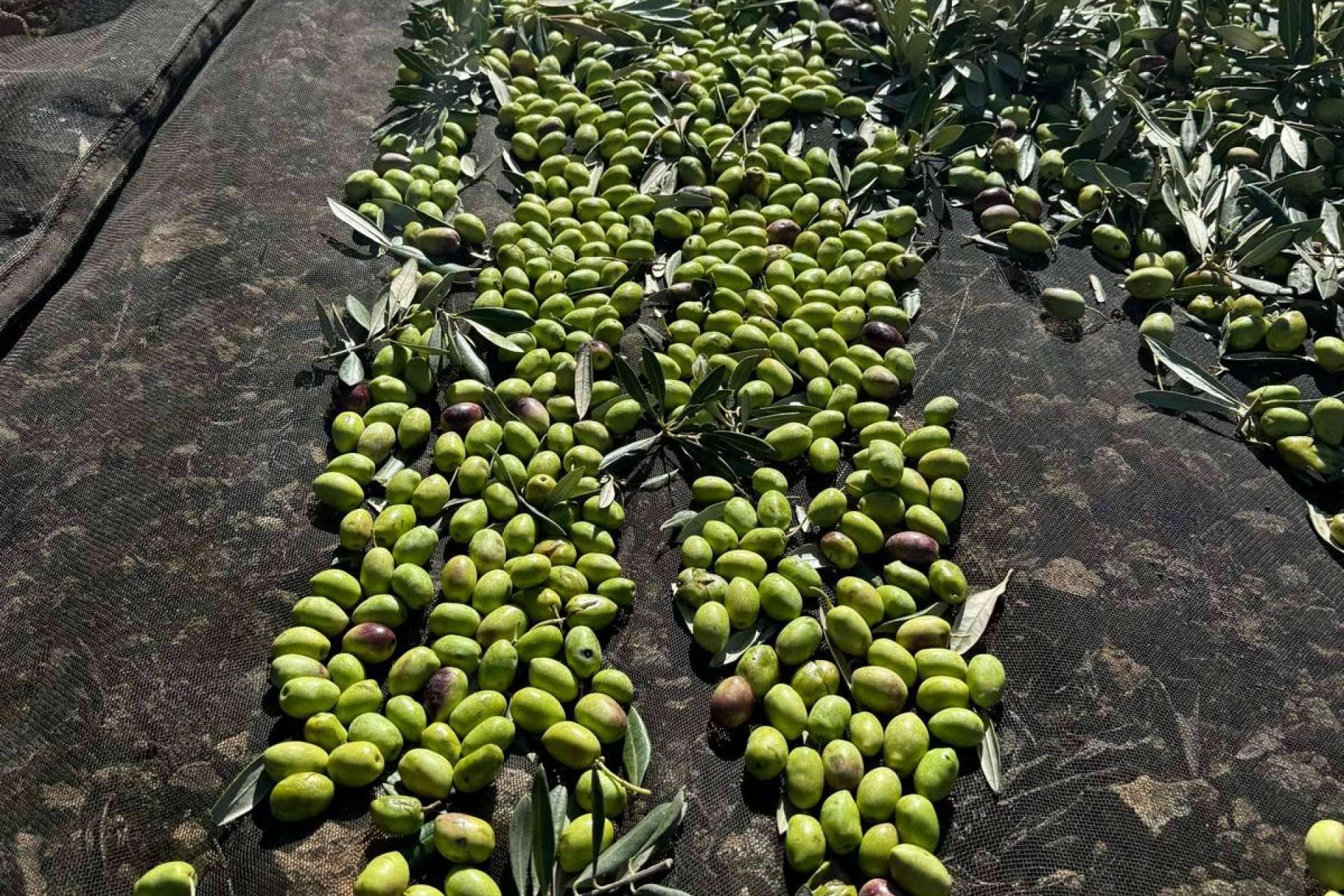 Tradición, excelencia y sabor; así se cultiva el aceite de oliva gourmet de Tercio de las Torres