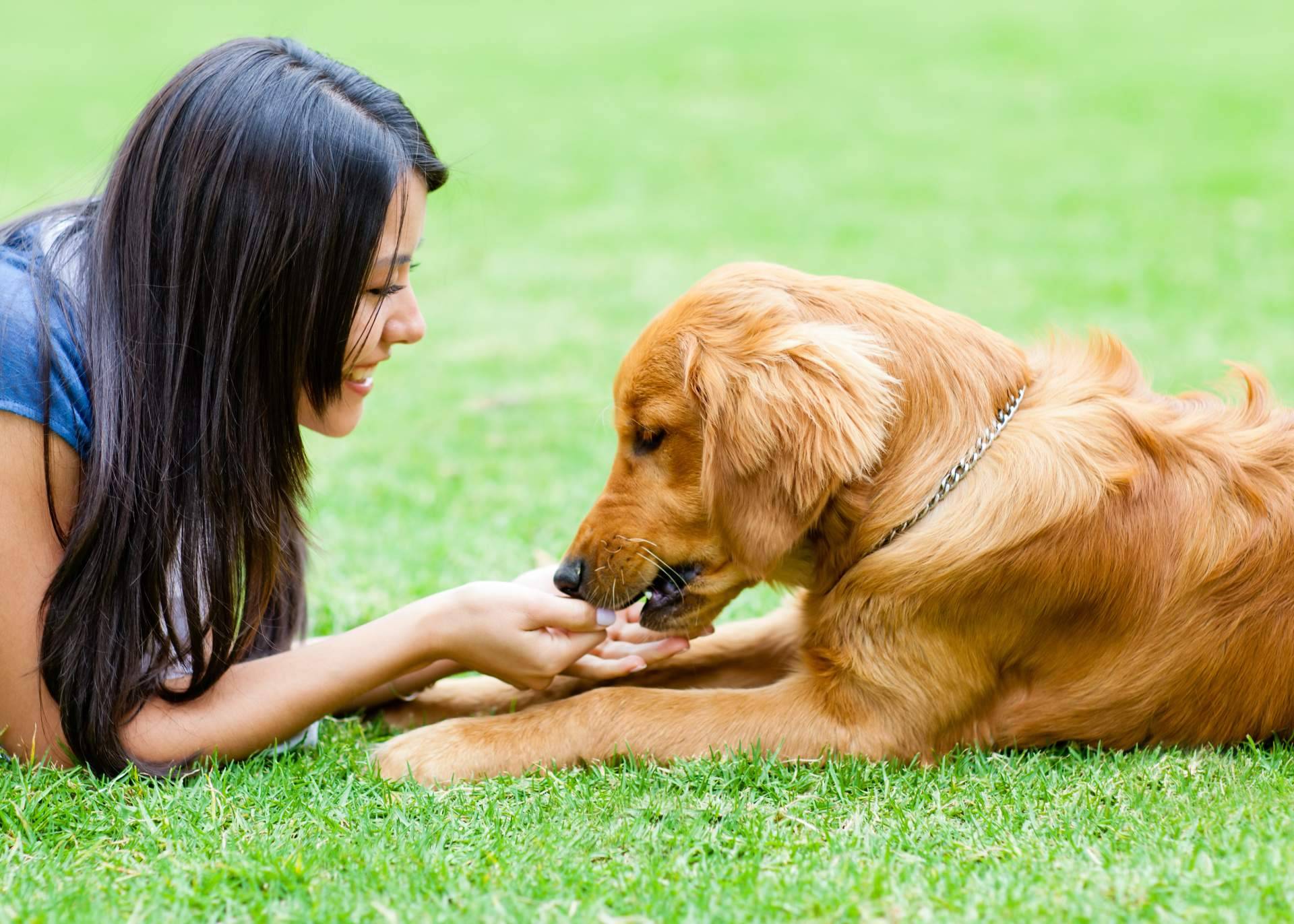 ¿Dónde dejar a a las mascotas en verano? La respuesta está en Granja La Luna