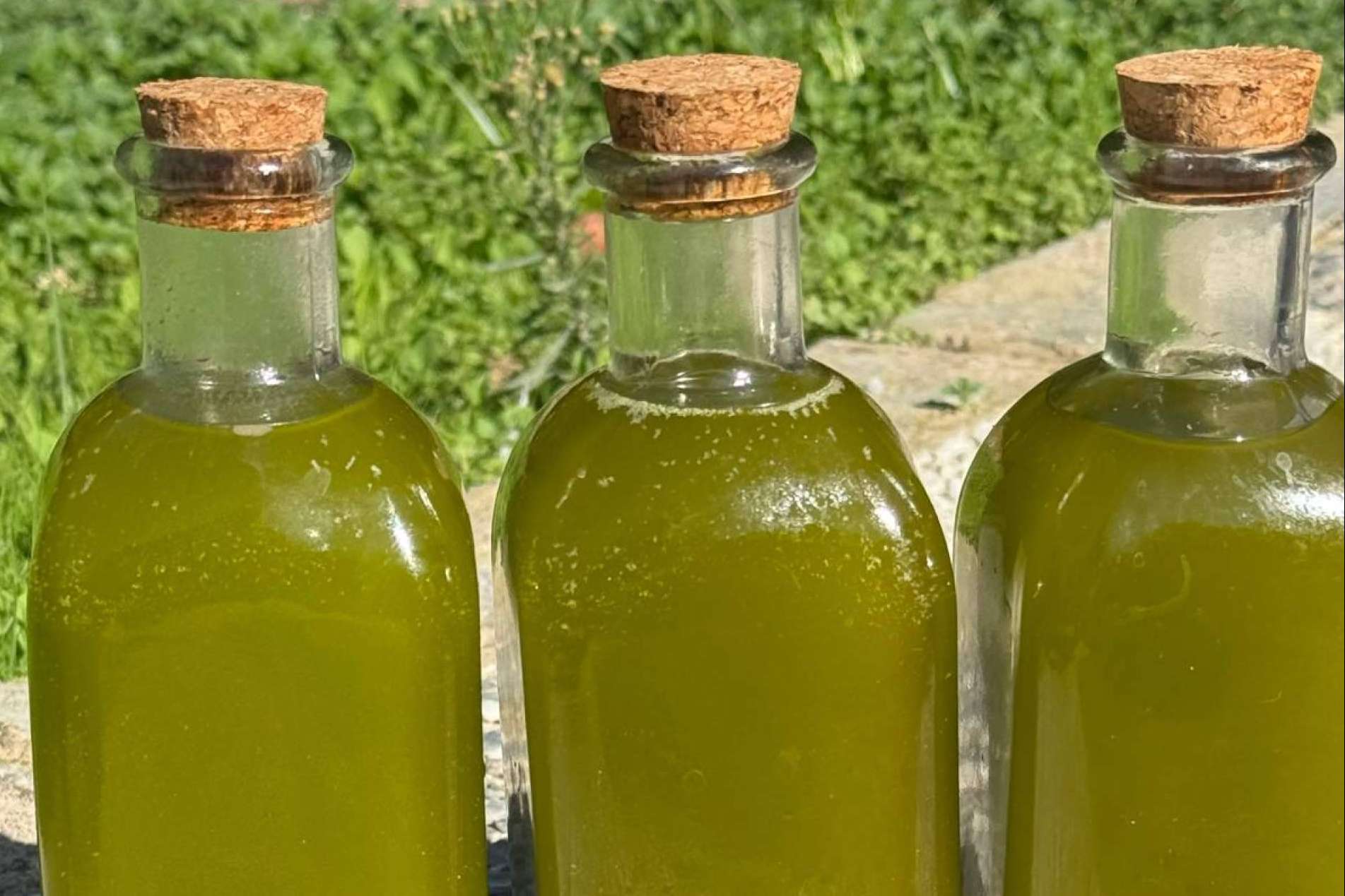 Venta de aceite de oliva gourmet de autor; el sabor que nace de una historia real