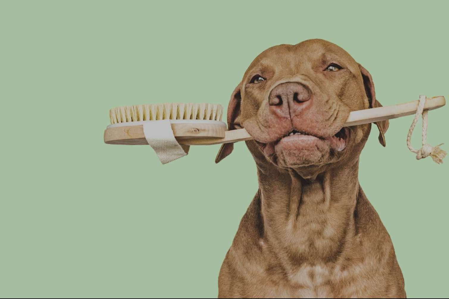 Vetformación impulsa el futuro profesional en el sector animal con su curso de peluquería canina presencial en Barcelona