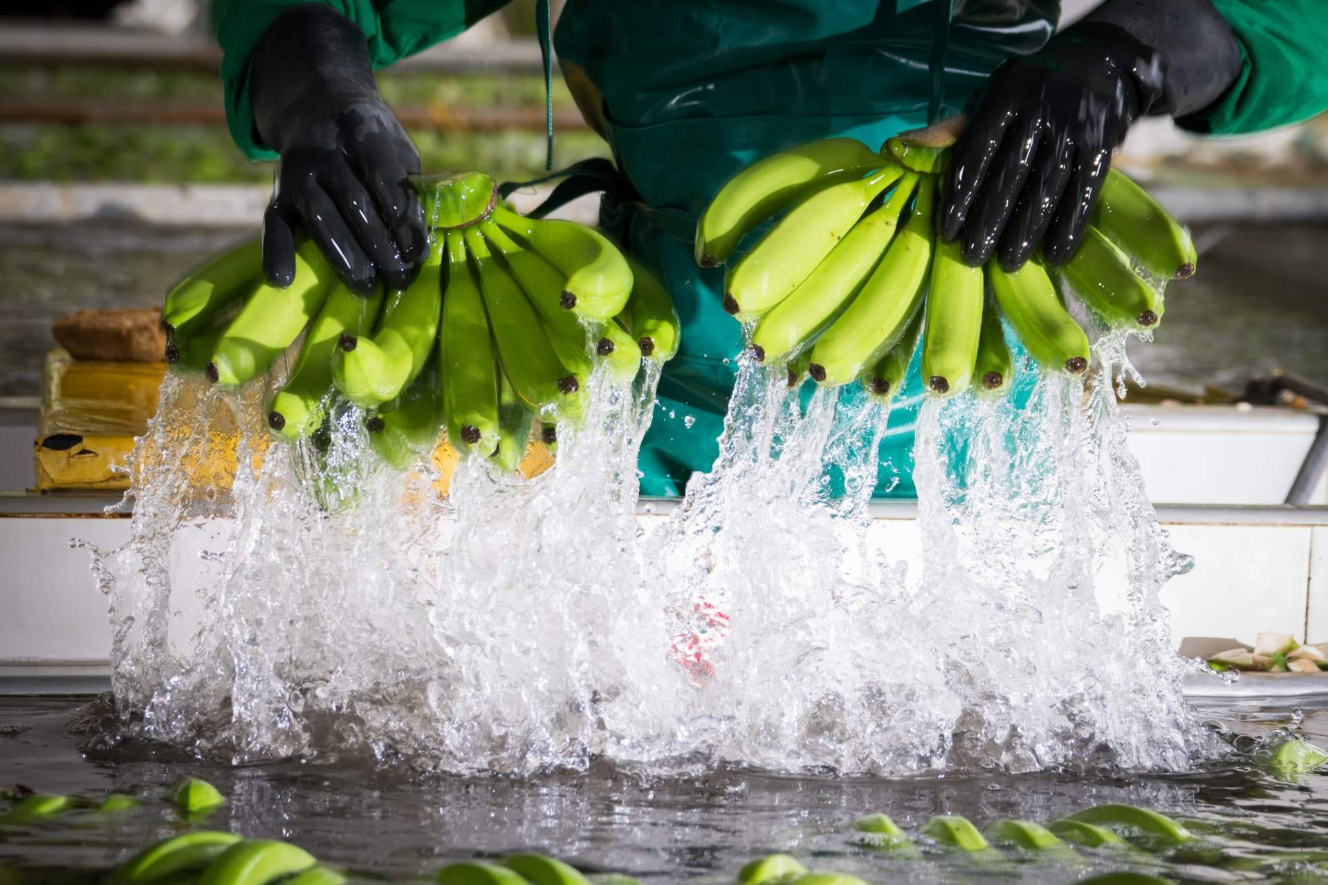 AUGURA presentará el banano colombiano en Fruit Attraction Madrid 2025 como ejemplo de sostenibilidad
