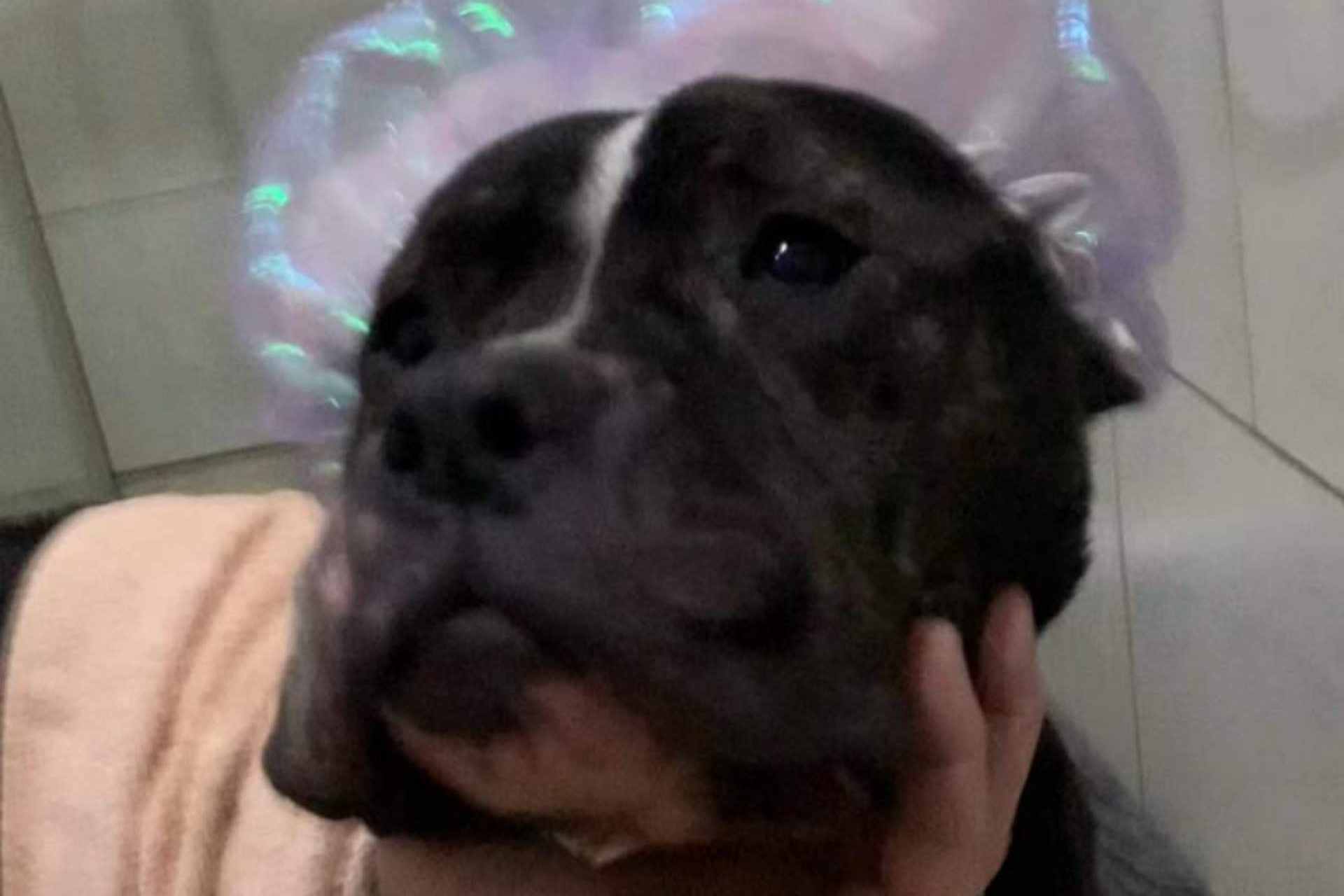 Acogida y adopción sin etiquetas, la lucha de SOS Salvando Vidas España por los perros más olvidados