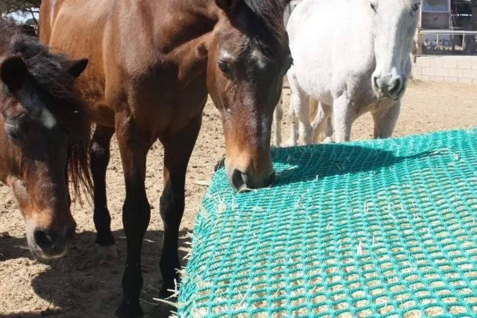 El Slow Feeding consolida su lugar en el mercado español como aliado del bienestar equino y la eficiencia en las cuadras