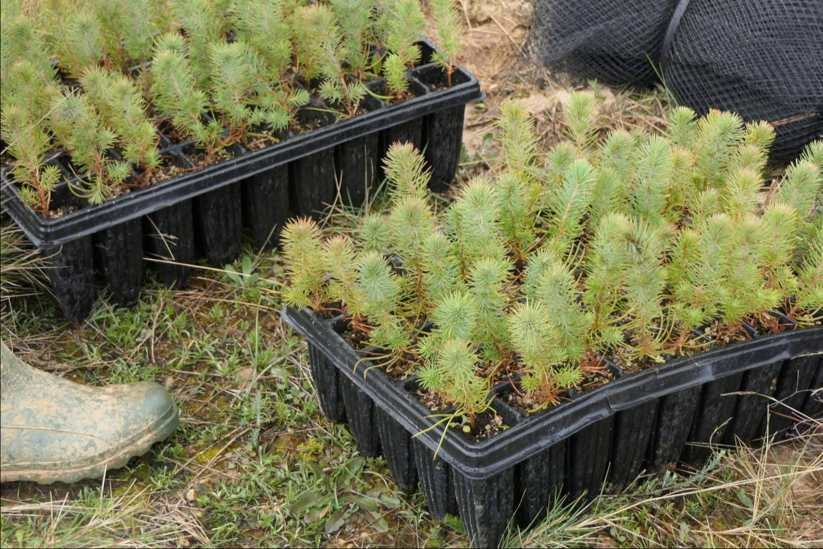 CO2 GESTIÓN impulsa proyectos de absorción válidos para el registro oficial del MITERD