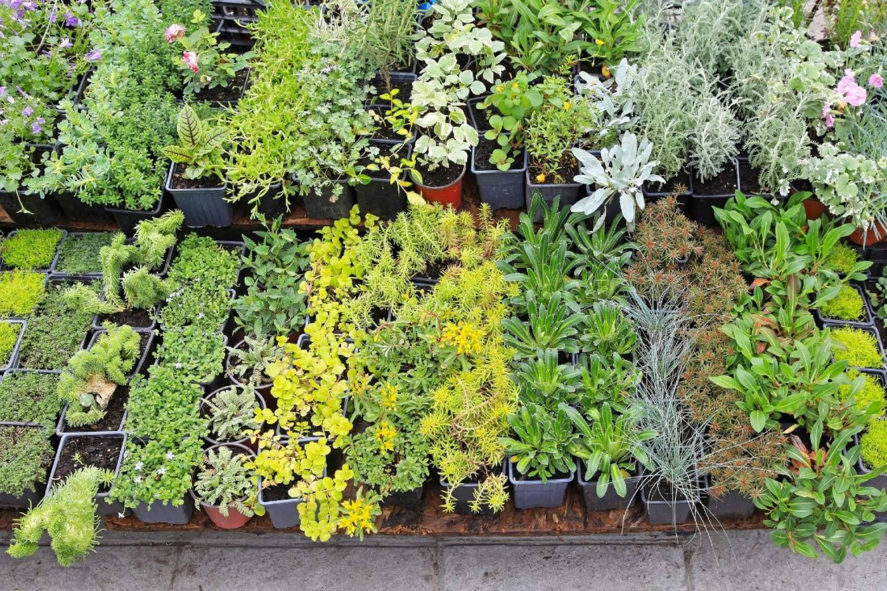 La Rosa De Oro comparte claves para acertar con la elección de plantas y flores según cada estación