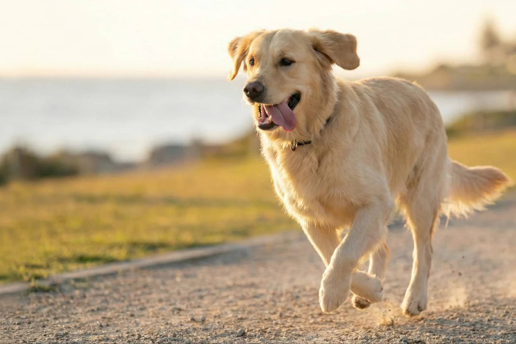 Cuándo puede tener sentido incluir probióticos en perros y por qué Livopets marca la diferencia