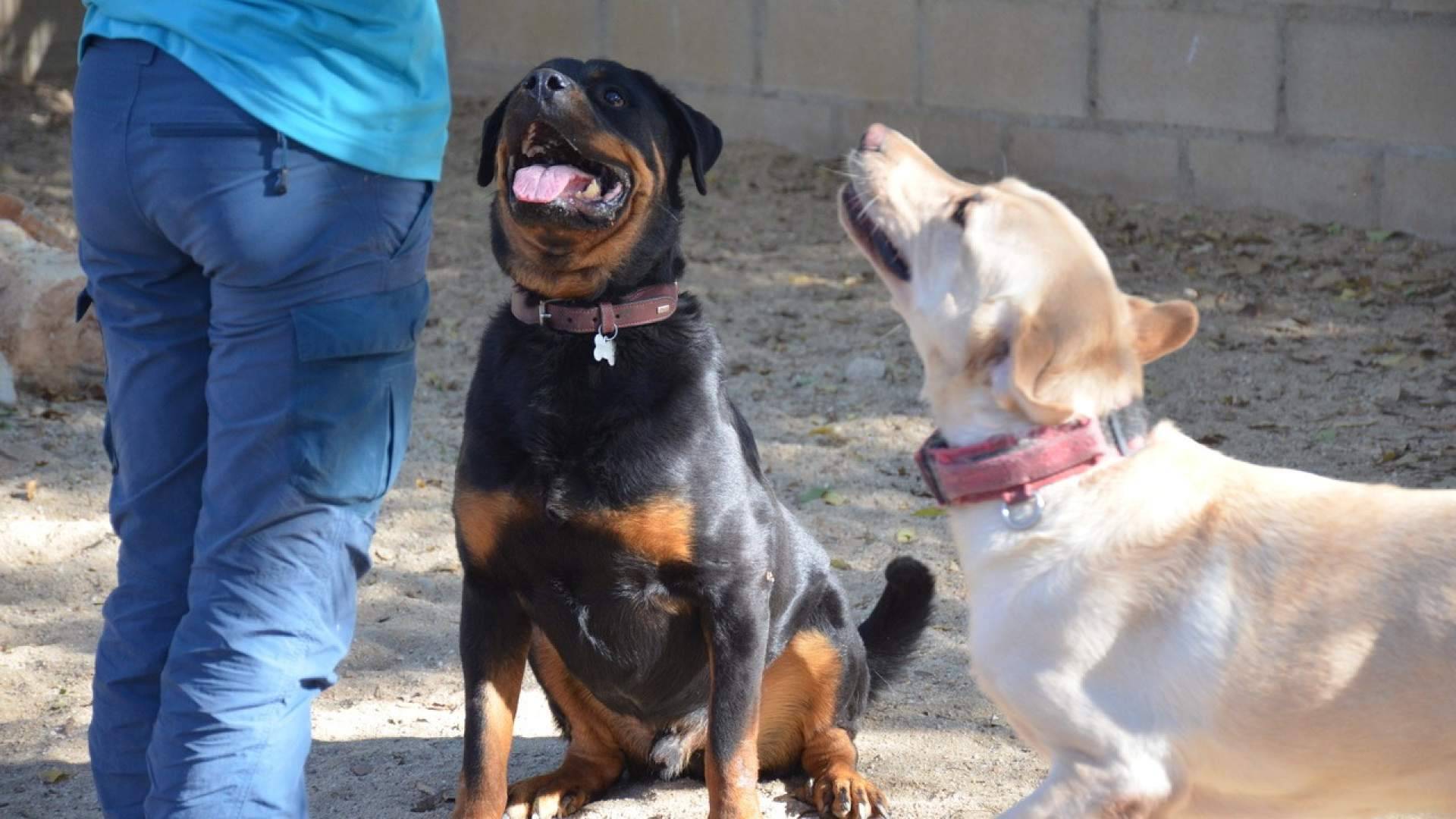Las residencias para mascotas se consolidan como una alternativa segura y responsable para el verano
