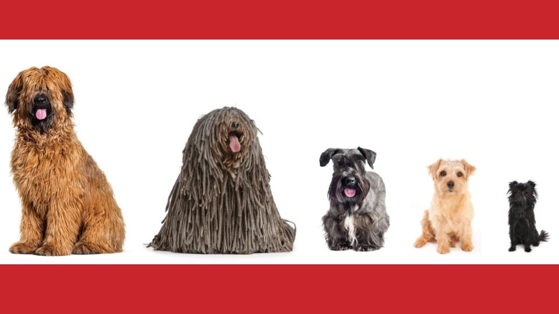 Petplan España lleva los seguros para mascotas a la era de la IA en Chat GPT