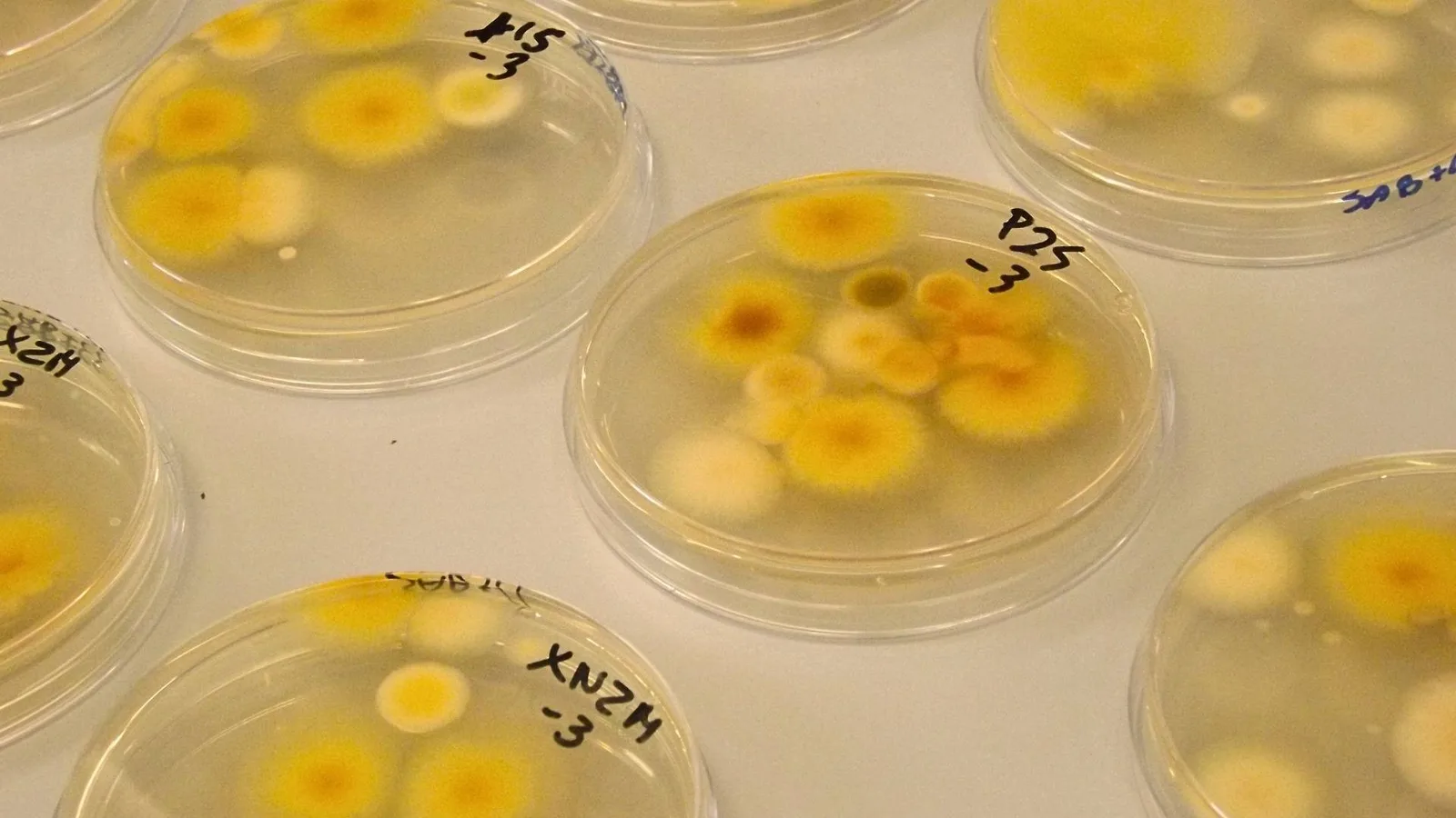 Del laboratorio a la empresa; el origen de Mycrospace y la inteligencia artificial aplicada a la microbiología