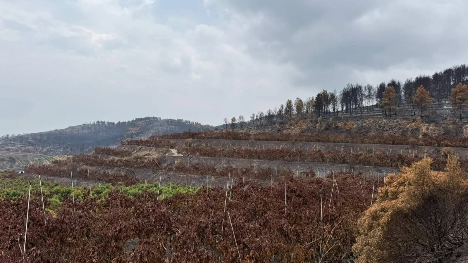 El incendio de Sierra de Espadán arrasa miles de árboles de Peña Alta y nace un plan para replantarlos